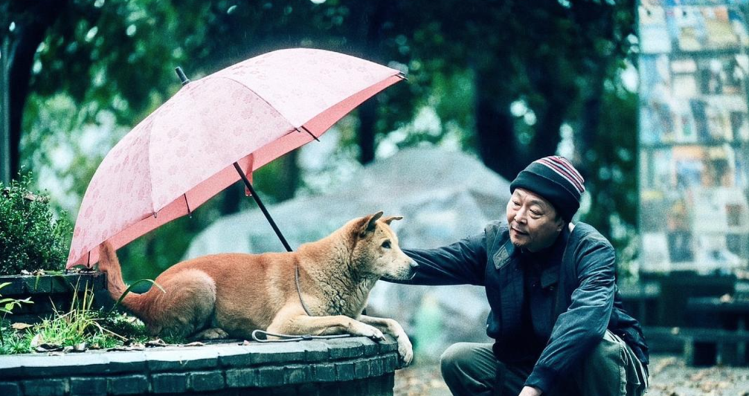 《忠犬八公》活该9分,国产翻拍总算给咱长脸了 - NetSmell